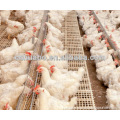 New design breeder feeder for chicken farms